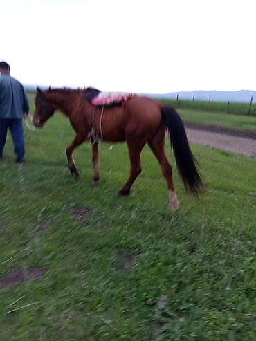 tovuz qusu balasi satilir: Qəhvəyi rəngdə yerli minik atı - Rəng: qızılı-qəhvəyi (qara yalı və — 1