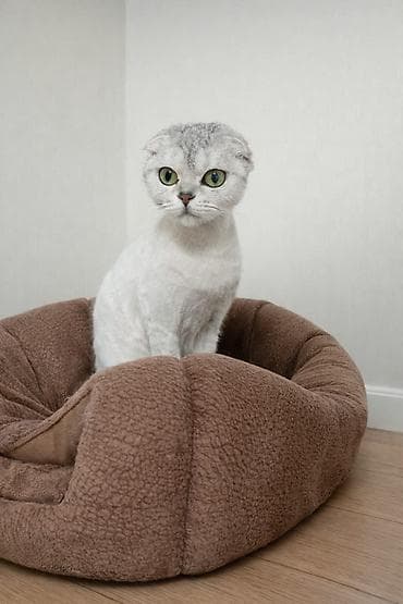 Yuvalar: Pişiyi tam sağlamdı dişidi 1 yaşı 5 aylıqdı bir dəfə bala verib - — 1