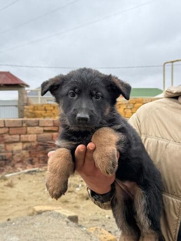 Alman çoban iti, 1 ay, Erkek