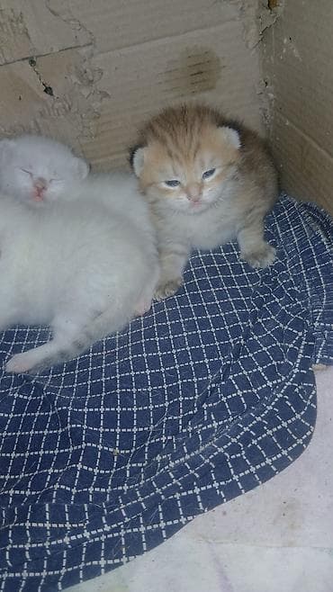 heleb keçileri: Yaxşı əllərə — 3