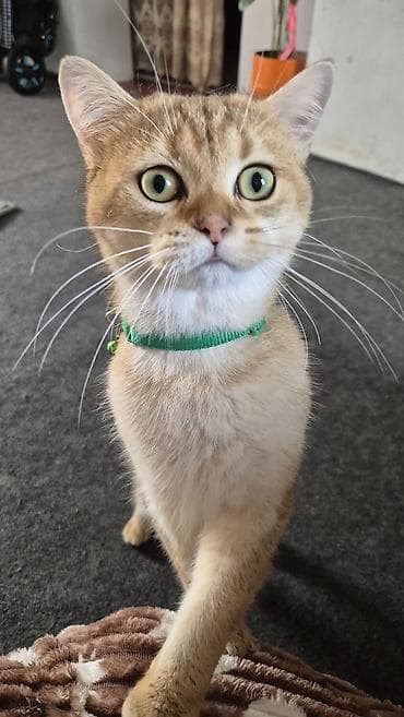 Akvariumlar: Qızıl şinşilla, Erkək, Cütləşmə üçün — 7