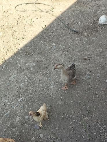 Təsvir: - Qaz və toyuq təsərrüfat quşları. - Şəkildə: uzun boyunlu — 1