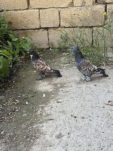 lalafo qoyun satisi: Statlar ve hünkarilər satilir ciddi alicilar yazsin ve ya zeng ede — 4