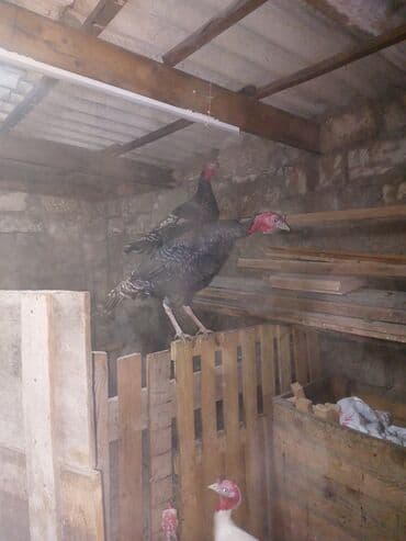 7 dendi 7 erkərkdir Məhsulun təsviri: - Şəkillərdə görünən qara-çalar