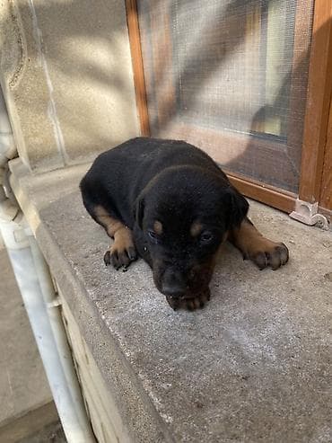 it satisi gence: Doberman, 1 ay, Dişi — 3