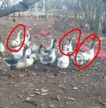 Akvariumlar: Qazlar — 2