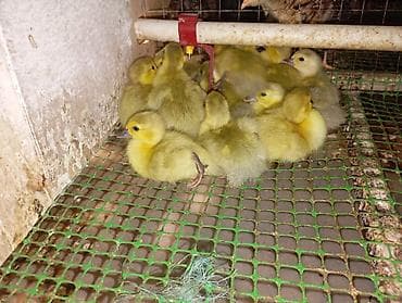 avcarka type 1: Safqan lavanda ördək balaları 3 günlük qiymət 5 manat — 2