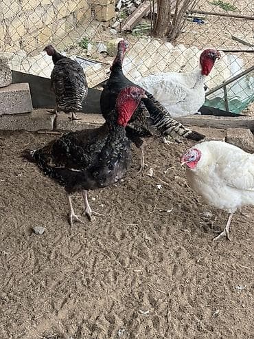 Toyuqlar: Salam kanada sortlari olan hindusklar satilir 4 erkek 1 eded disi — 2