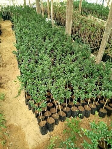 zeytun tingləri: Zeytun ağacı fidanları yaşıllaşdırma və bağçılıq üçün uyğundur. Bu — 3