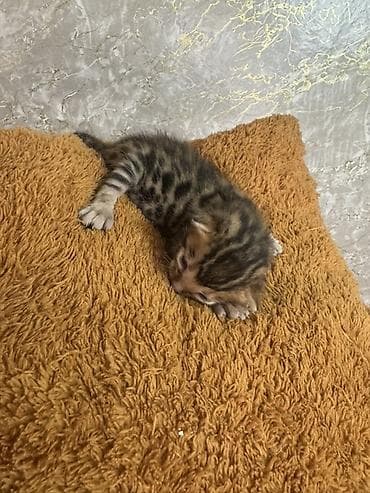 pisik cutlesdirme: Benqal, Yaxşı əllərə, Ünvandan götürmə, Pulsuz çatdırılma, Ödənişli çatdırılma — 2