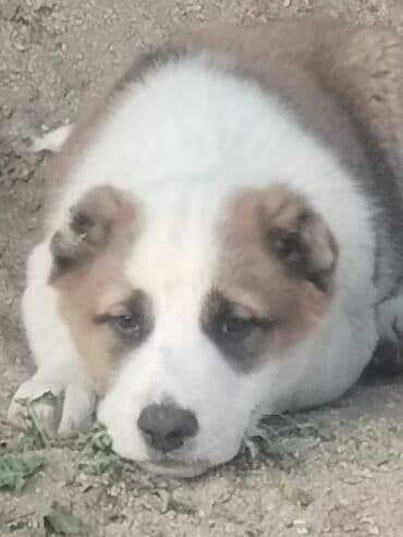 собаку объявление продам: Гурдбасар, 2 месяца, Самец, С прививками, Самовывоз — 4