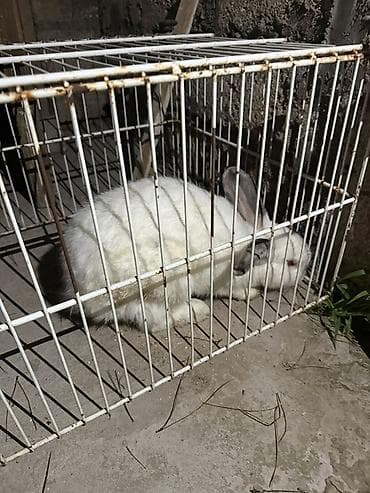 Ağ rəngli ev dovşanı erkek - Ağ tüklü, qırmızımtıl gözlü, uzunqulaqlı