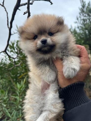 chow chow qiymetleri: Şpitz, 2 ay, Dişi — 2