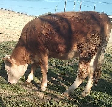 cins dana: Dana, buzov, Dişi, Simental, ay: 11, 300 kq, Damazlıq, Südlük, Ətlik, Ünvandan götürmə — 1