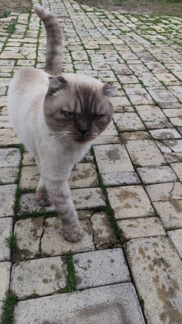 домик для кошек: Şotland yastı qulaq — 4