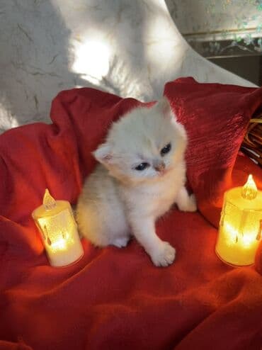 pulsuz it satilir: Britan, Erkək, Dişi — 7