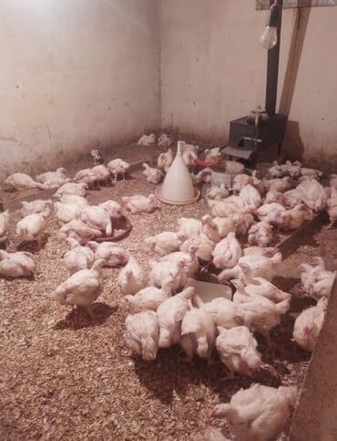 cücə: Toyuq cücələri, Ətlik — 2