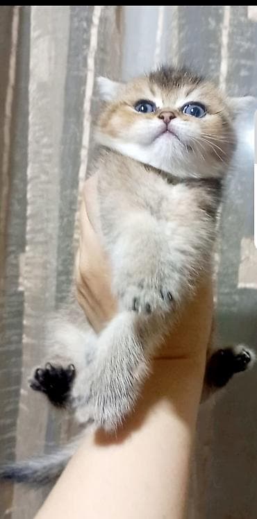 pişiy: Şotland yastı qulaq — 6