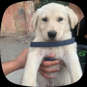 itle barter: 3 ay, Erkek, Ünvandan götürmə — 1