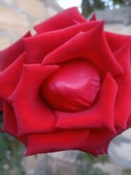 xedice gulu: Saqı Gülçülük – Tərtərin ən gözəl gülləri Bir gül təkcə ətriylə deyil — 25