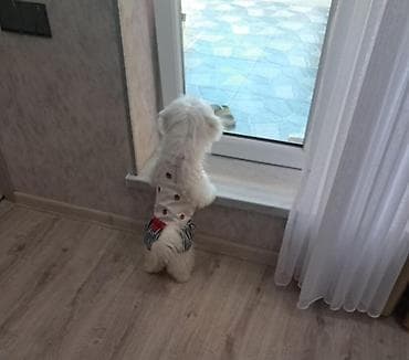 it sekisi: Sevimli kiçik it – ağ tüklü, yumuşaq və hipoalerjen profilə malik — 2