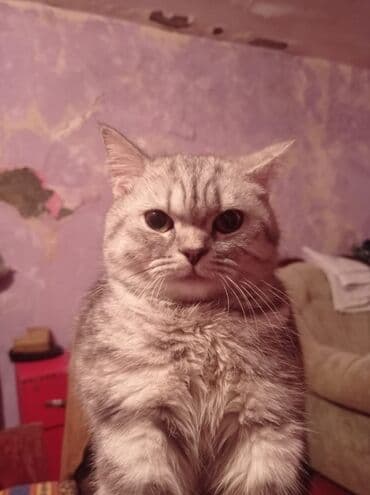 pulsuz pişiy: Şinşilla, Dişi, Yaxşı əllərə, Pulsuz çatdırılma — 3