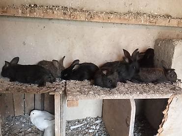 ev itleri ucuz: Salam.7 aylıq burqun. birdəfə bala almışam.yenədə cute vurmuşa ayın — 5