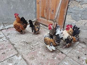 Куры: Курица, Для разведения — 5