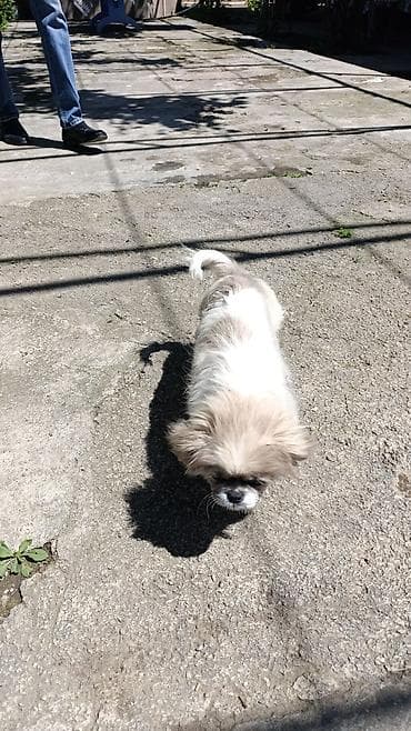 İtlər: Pekines — 2