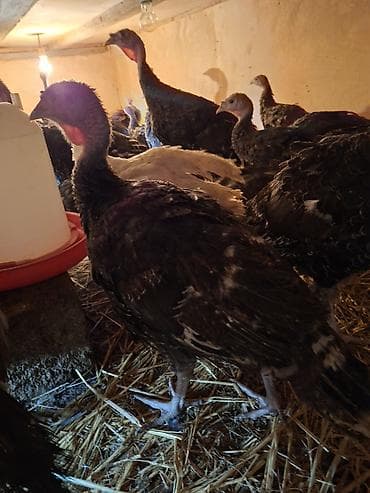 pitbull balasi satilir: Salam Təmiz qan Amerkan Bronz cinsli suretli böyüyən çox yumurtayan ev — 9