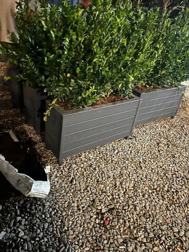 dipçək: 100x35x35 olan dipcəkler Gulun hundurluyu 60-70sm Torfu və əkilməsi — 5