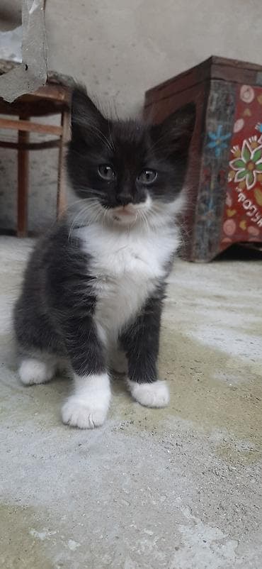 inek sekilleri: Yaxşı əllərə — 3