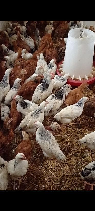 Toyuq cücələri, Ətlik