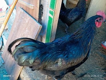 Qara rəngli xoruz - Cins: Qara/yerli qarışıq tip (uzun quyruqlu, sıx