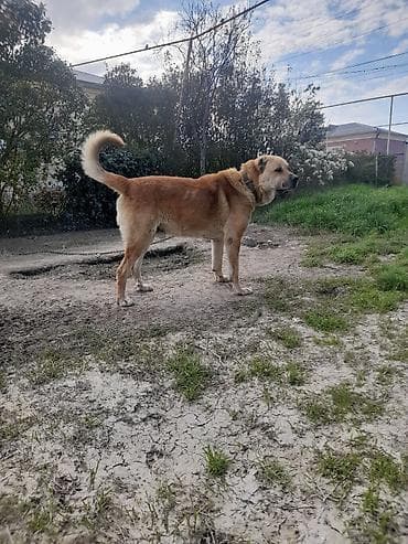 İt – iri cüssəli, açıq qəhvəyi rəngdə, qısa-qulaq, qalın boyunluqla