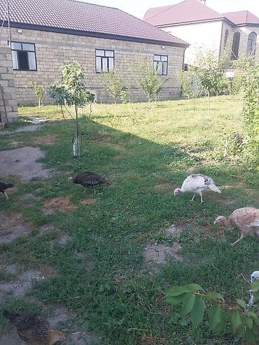 4 dişi 1 erkəy kom satılır tək tək satılmır Təsərrüfatı böyütmək və lalafo.az -da 4 dişi 1 erkəy kom satılır tək tək satılmır Təsərrüfatı böyütmək və