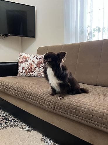 çixuaxua: Çixuahua, 3 il, Erkek, Cütləşmə üçün, Ünvandan götürmə — 4