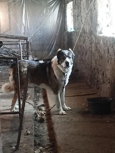 azerbaycan it adlari: Qurdbasar, 3 ay, Dişi, Peyvəndli, Ödənişli çatdırılma — 8