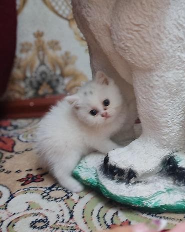 siam pişik: Yaxşı əllərə — 3