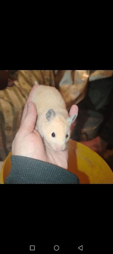heyvanla barter: Növ: Hamster (ev heyvanı) Rənglər: krem, açıq qəhvəyi-ağ qarışıq — 3