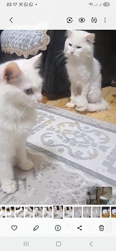 paroda pişik: Şotland — 3