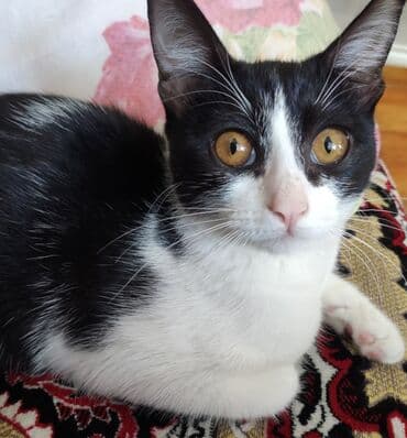 уничтожение блох: В добрые руки — 1