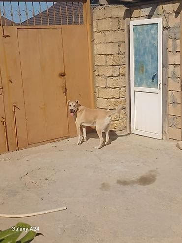 coban itleri: Peyvəndli — 6