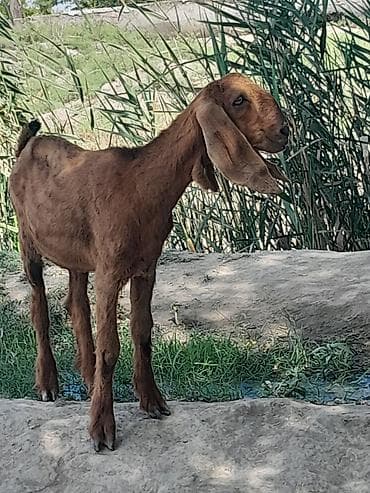 cins toyuqlarin satisi: Salam taniyan bilirki temiz qan helebdir dişidir 5 ayliqdir sabirabad — 2