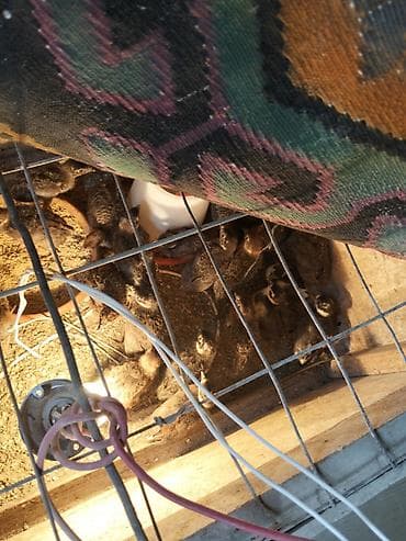 afcarka it adlari: - Qafqaz ve Rumun Qırqovul balalari balalar mövcuddur. İsti lampalı — 3