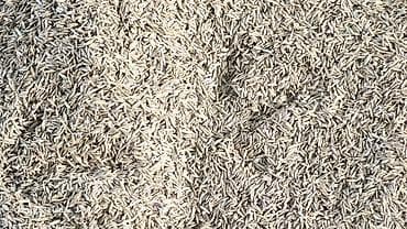 kala bitkisi: Ryegrass toxumu sud otu.satilir — 2