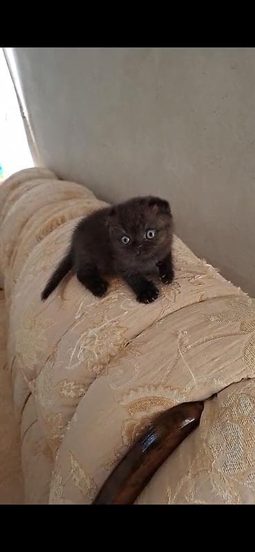 pişik sortları: Şinşilla, Dişi — 2