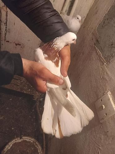 adana göyərçin: Salam.ikiside tutulmadir.biri 10manat.biri ayaginda uzuylu tutulub — 2