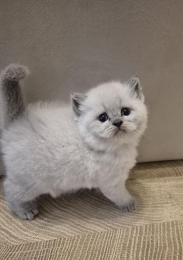 şotland pisiki: Şotland yastı qulaq — 3