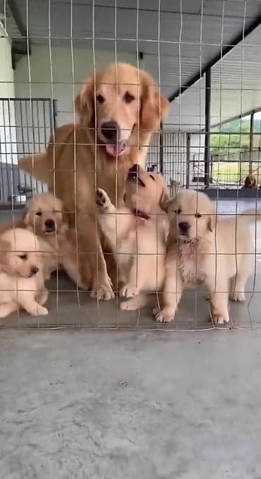 nemeski afcarka balasi: Retriever, 2 ay, Peyvəndli, Ünvandan götürmə — 1